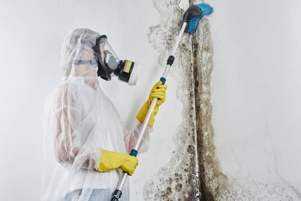 Best Mold Cleaning Services  in Twin Lakes, CA