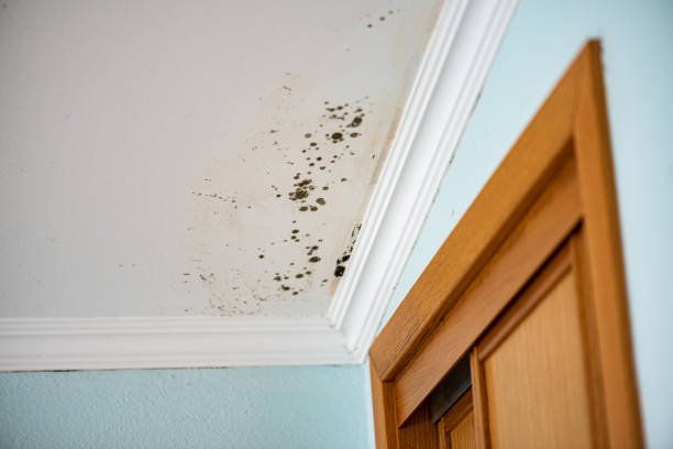 Best Attic Mold Removal  in Twin Lakes, CA