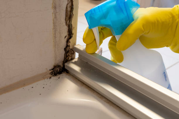 Best Black Mold Removal  in Twin Lakes, CA