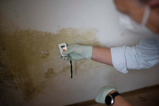 Best Local Mold Removal Service  in Twin Lakes, CA