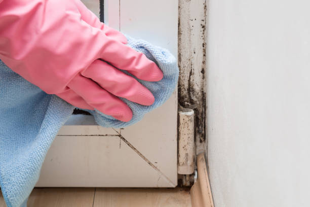 Best Black Mold Removal  in Twin Lakes, CA