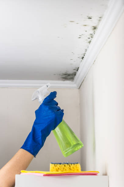 Best Mold Testing  in Twin Lakes, CA