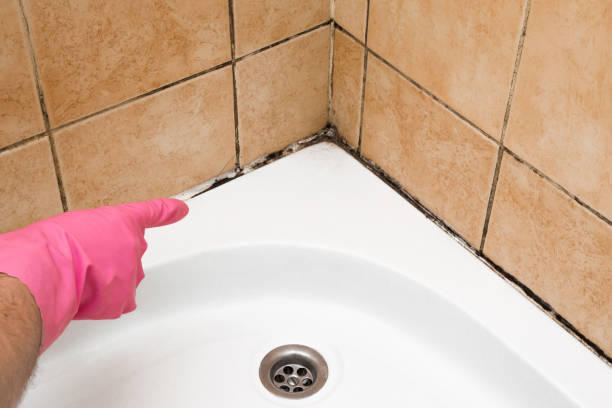 Best Professional Mold Removal  in Twin Lakes, CA