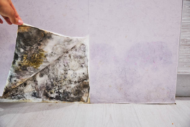Mold Testing and Removal in Twin Lakes, CA